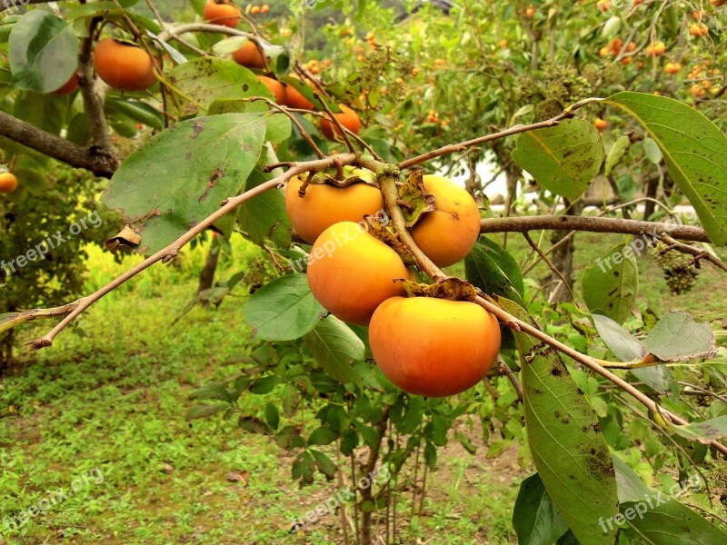 Persimmon Fruit Harvest In Autumn Nature