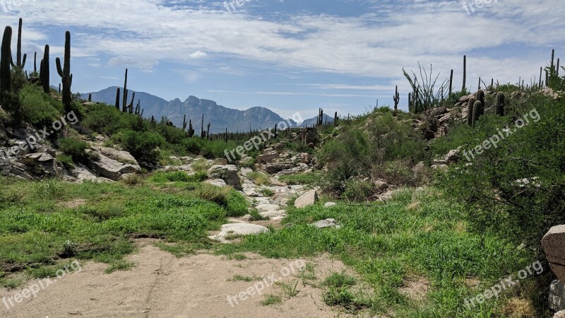 Arizona Cactus Southwest Usa Landscape