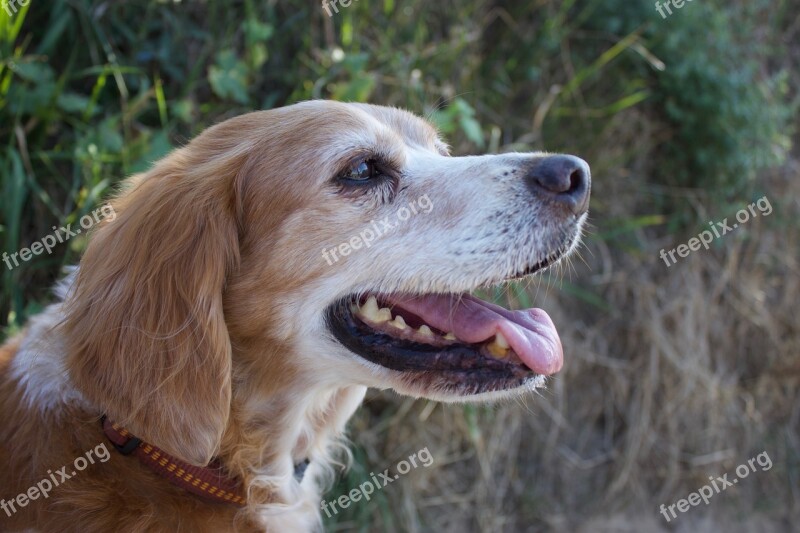 Dog Head Breton Pointing Dog Epagneul Spaniel