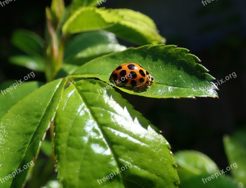 Ladybird Insect Leaves Garden Nature