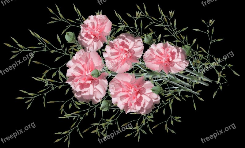 Carnations Pink Flowers Garden Nature