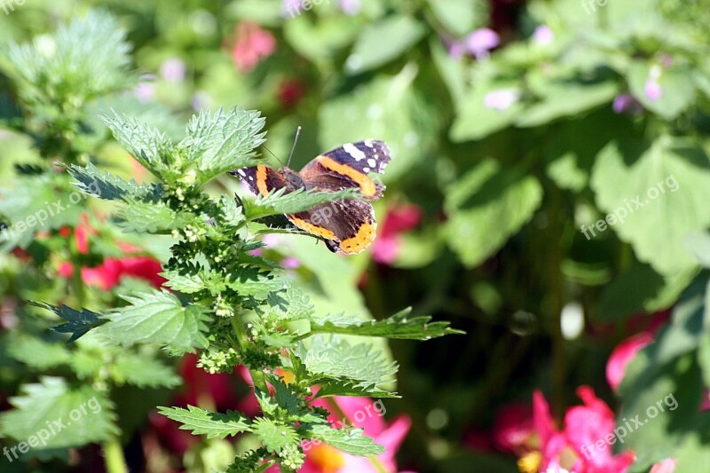 Butterfly Hidden Walk In The Park Hamburgensien Edelfalter