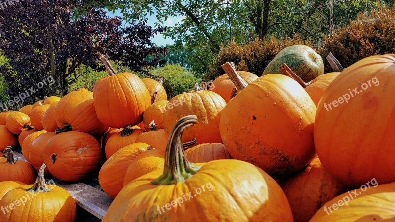 Pumpkin Autumn Harvest Orange Decoration