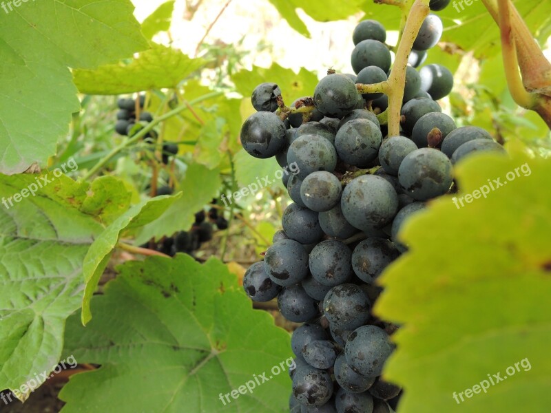 Grapes Autumn Loza Harvest Ripe