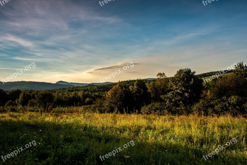 Forest Green Nature Tree Landscape