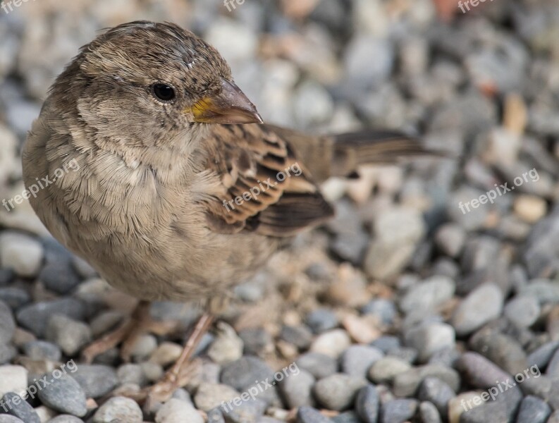 Sparrow Sperling Bird Animal Animal World