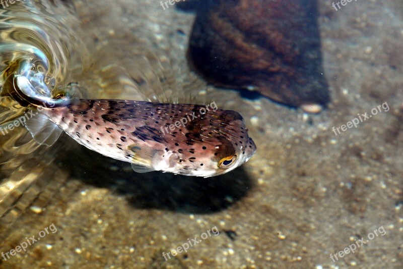 Tetraodon Puffer Fish Sea Underwater