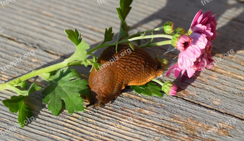 Snail Snails Nature Slowly Slime