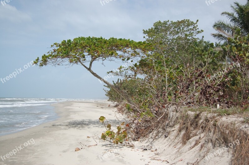 Honduras Beach Shore Sea Tropical