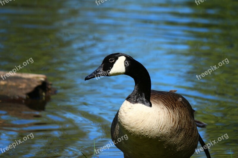 Goose Nature Animals Plumage Bird