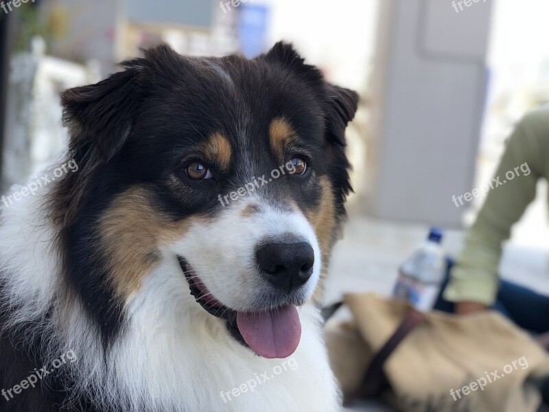 Happy Dog Dog Smiling Dog Pet Smiling