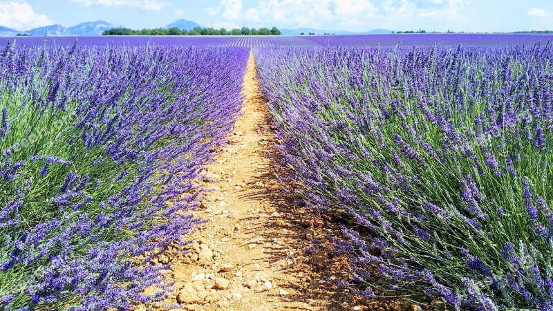 Lavender Field Fleure Bee Valansole