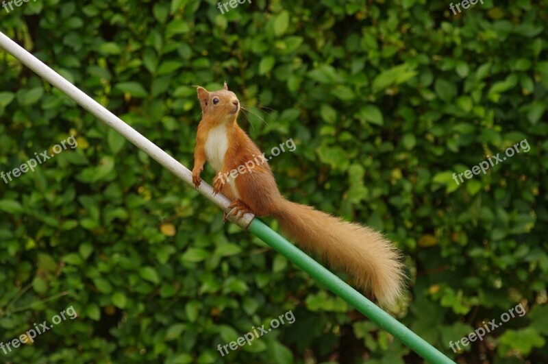 Red Squirrel Banchory Scotland Free Photos