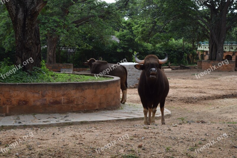 Zoo Mysore Tourist Place Free Photos