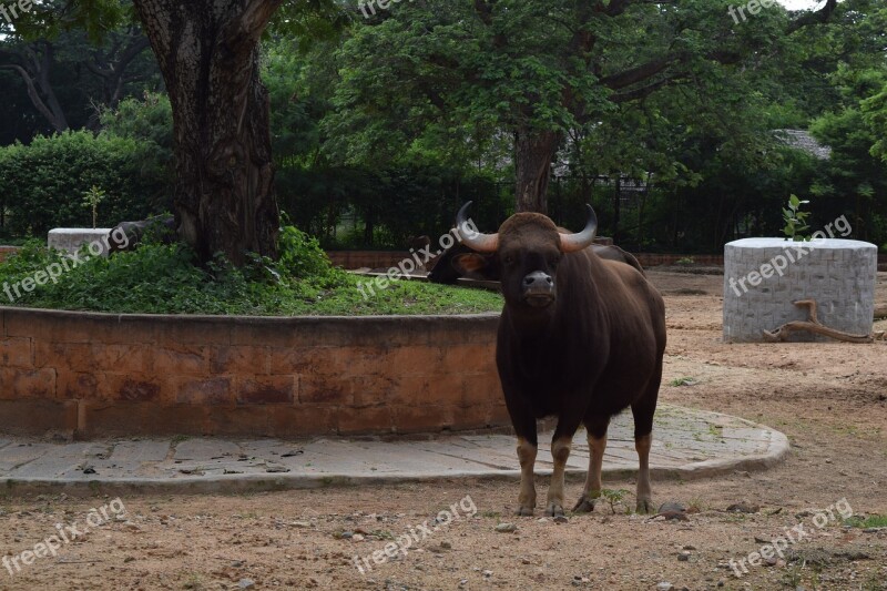 Zoo Mysore Tourist Place Free Photos