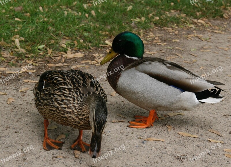 Ducks Pair Of Ducks Mallards Plumage Free Photos