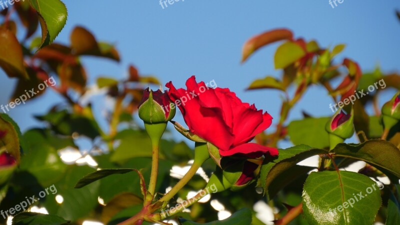 Rose Flower Rose Red Free Photos