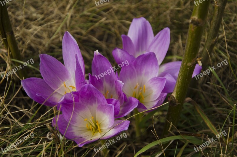 Colchicum Violet Flower Flower Summer Free Photos