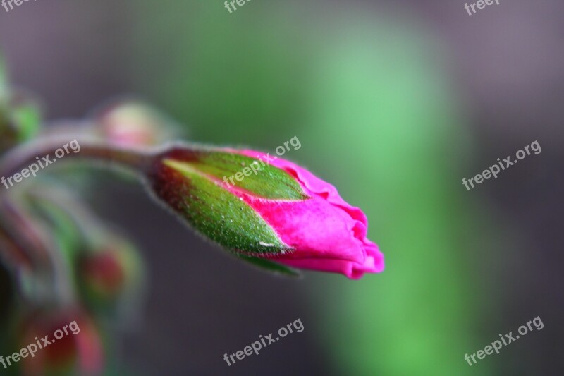 Pelargonium Engelse Geraniums Bud Pink Macro