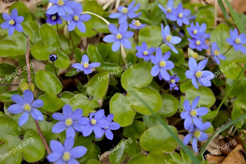 Blue Anemone Flower Spring Nature Liverwort