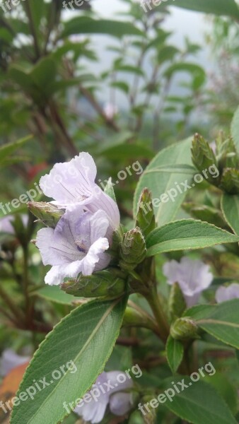 Munnar Kerala Green Nature Flower