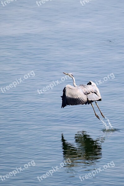 Grey Heron Bird Heron Water Water Bird