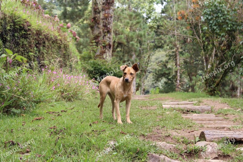 Dog Portrait Nature Mammal Supervisor