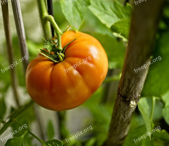 Tomato Ripening Changing Fruit Free Photos