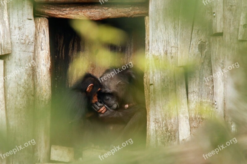 Motherly Love Monkey Chimps Care Snuggle