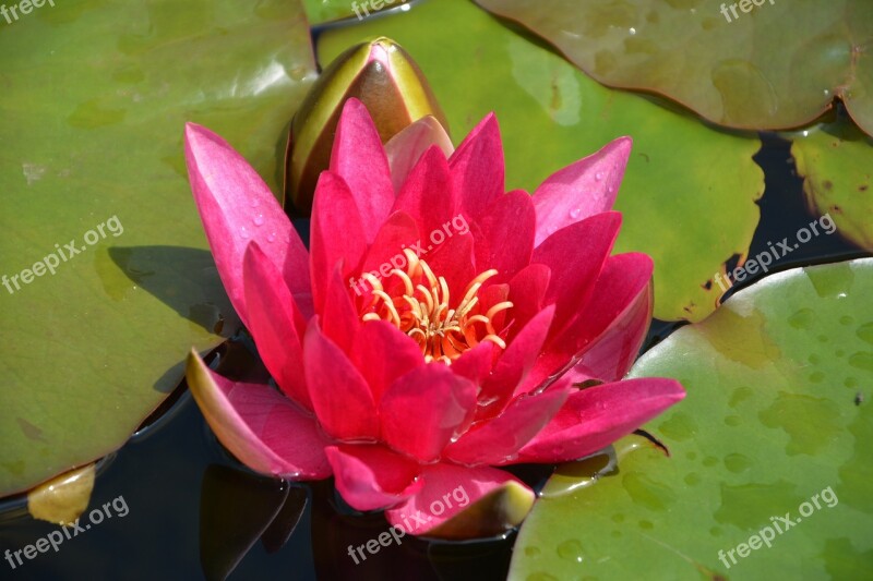 Water Lily Pond Nature Blossom Bloom