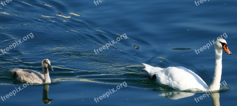 Landscape Nature River Swan Electric