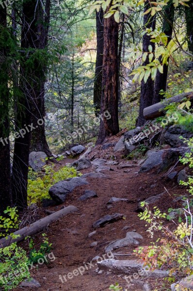 Forest Trail Mountain Trail Trail Nature Mountains