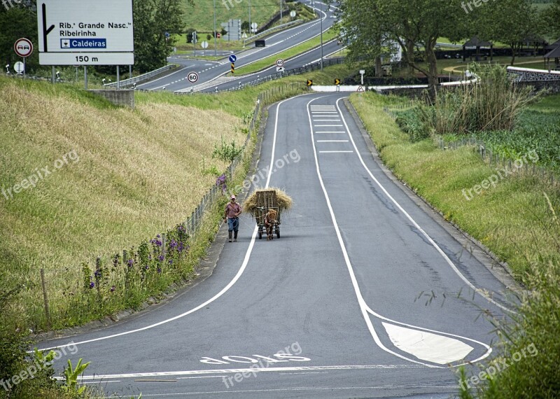 Horse The Case Of A Road Traffic Hay