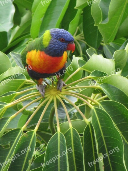 Lorikeet Bird Beauty Nature Colourful