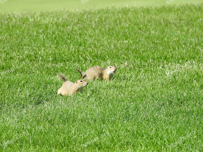 Ground Squirrel Meadow Nager Rodent Cute