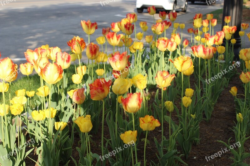 Tulip Flower Gard Spring Bloom