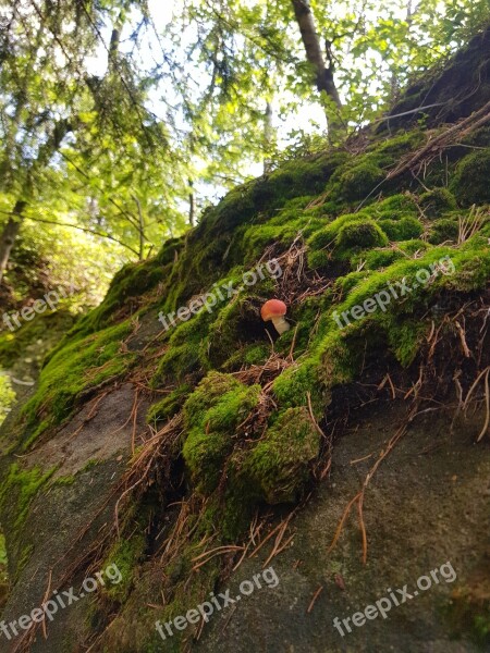 Forrest Mountains Stones Nature Stone