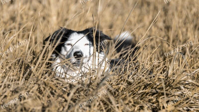 Dog Bordercollie Pet Animals Attractive