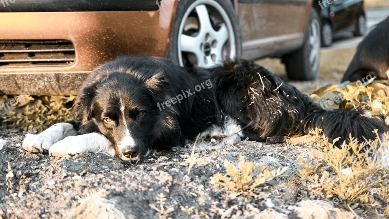 Dog Bordercollie Blackandwhite Sweet Pet