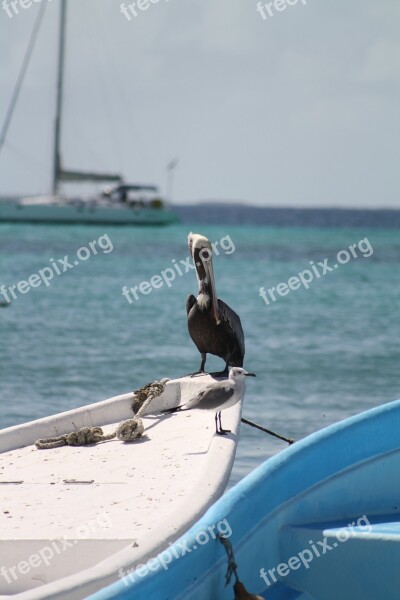 Pelican Pelikan Water Caribbean Nature