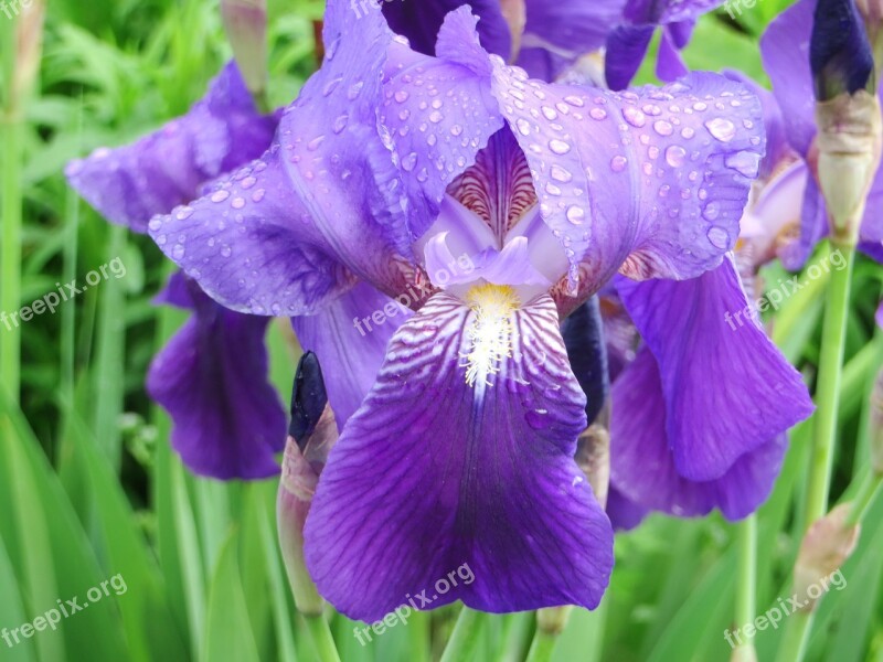 Iris Iris Bearded Flower Blue Purple