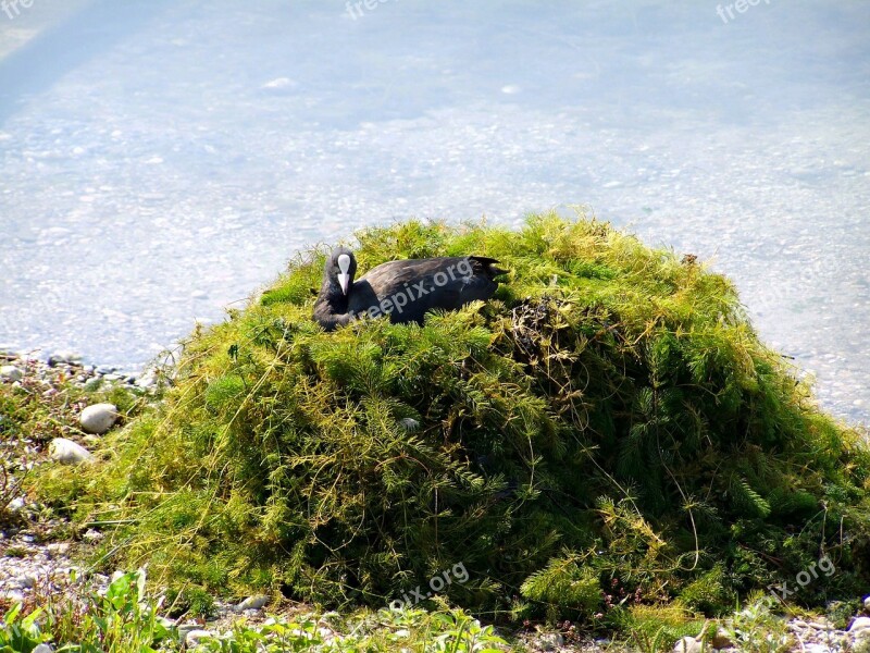 Coot Waterfowl Resting Bird Free Photos