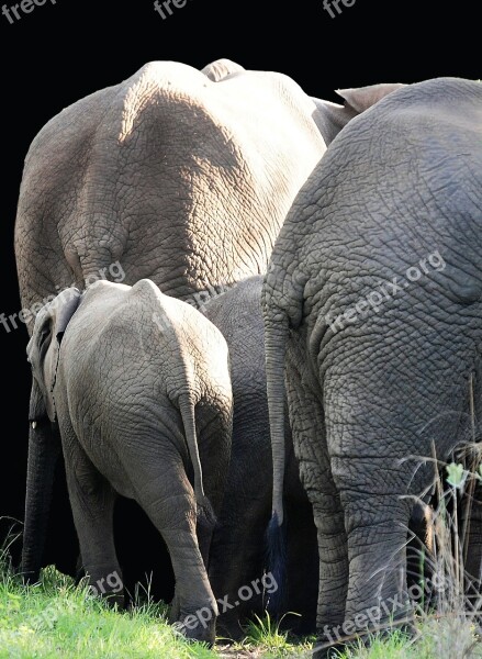 Elephant Mammal South Africa Nature Pachyderm