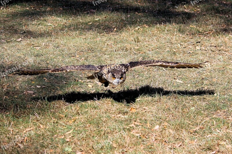 Young Bird Owl Eagle Owl Bird Bird Of Prey