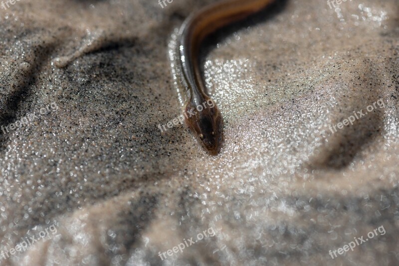 Eel The European Eel North Sea Fish Denmark