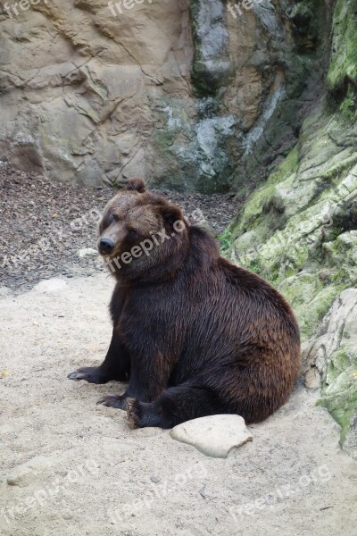 Bear Animal Nature Animal World Brown Bear