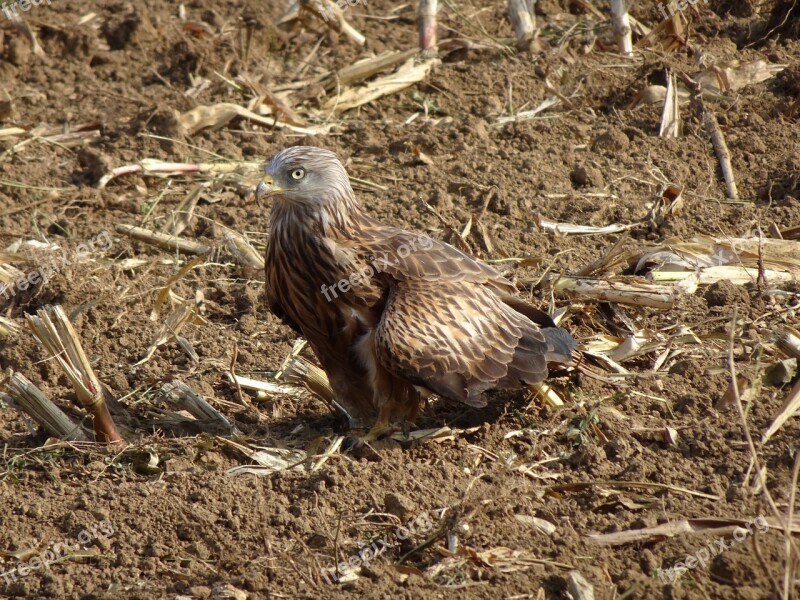 Milan Bird Of Prey Raptor Red Kite Bird