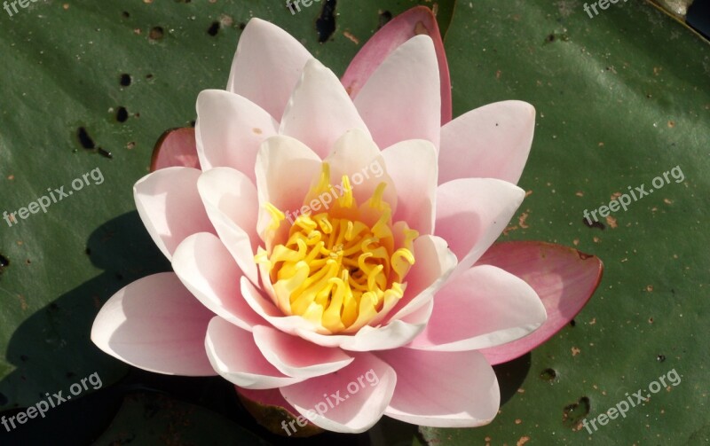 Water Lily Plant Blossom Bloom Aquatic Plant