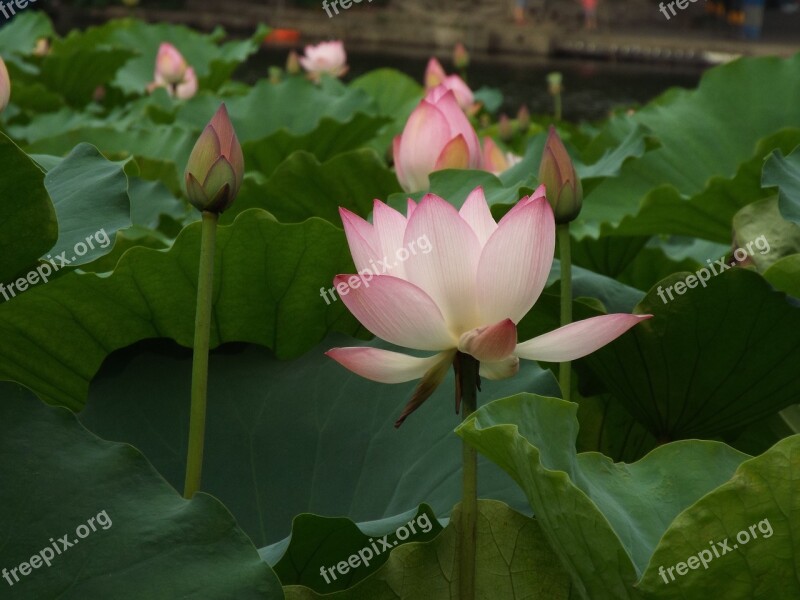 Lotus Dragon Boat Festival Noble Free Photos