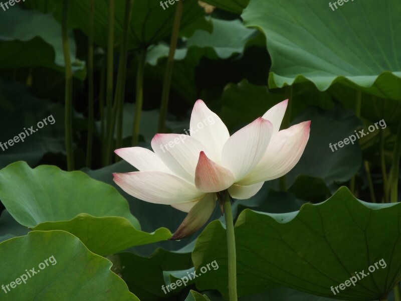 Lotus Dragon Boat Festival Noble Free Photos